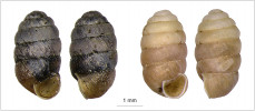 Ulita zrnovky alpské (Pupilla alpicola) dosahuje velikosti kolem 3,5 mm. Tento suchozemský plž představuje jeden z vůdčích druhů glaciální sprašové stepi. Dnes ho považujeme za glaciální relikt vázaný na vápnité mokřady a slatiniště od západní Evropy po jižní Sibiř. Na Islandu se však vyskytuje výhradně na suchých travnatých stanovištích – vlevo zrnovka alpská sbíraná na lokalitě Búðir, západní Island (obr. 6), vpravo fosilní ulita z. alpské ze sprašových sedimentů posledního glaciálního maxima, Čata, Slovensko. Foto M. Horsák