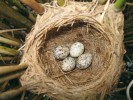 Pohled do parazitovaného hnízda rákosníka velkého (Acrocephalus arundinaceus). Nejsvětlejší vejce (vpravo nahoře) patří kukačce obecné (Cuculus canorus). Foto P. Procházka