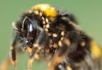 Epibionti a foronti (využívají hostite­le ke svému šíření) jsou specifickou  skupinou symbiontů s parazitickými sklony. Roztoč Parasitellus fucorum  na samici čmeláka. Foto J. Bulantová