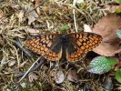 Ódinova manželka Frigg inspirovala název perleťovce Boloria frigga (Thunberg, 1791), obývajícího tundru severní polokoule. Foto T. Vrána