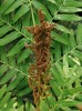 Kapradina podezřeň královská (Osmunda regalis L.) nese jméno germánského boha Osmundera, neboť podle mýtů se jeho rodina schovávala před nepřáteli právě v hustém kapradinovém porostu. Foto K. Motyčková a J. Šír