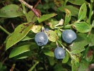 Druidská bobule neboli brusnice borůvka (Vaccinium myrtillus L.)  má tradici i jako prostředek v lidovém léčitelství. Foto K. Motyčková a J. Šír