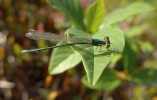 I v České republice žijící šidélko  lesklé – Nehalennia speciosa (Charpen­tier, 1840) nese jméno keltské bohyně mořeplavců Nehalennie. Foto O. Machač