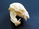 Špičáky upíra obecného (Desmodus rotundus) uzpůsobené k probodnutí kůže savčího hostitele – krev pak upír olizuje. Foto L. Pavlík