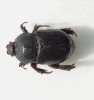 Vrubounovitý brouk Temnorhynchus baal nazvaný podle kanaánského boha vegetace Baala má na hlavě štítek  se zářezem oddělujícím dva výčnělky, které budí dojem růžků. Foto L. Pavlík