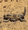 Bizarní vzhled australské agamy molocha ostnitého (Moloch horridus). Foto S. Bílý