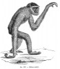 Mezi „molochy“ patří i jávský  endemit gibon stříbrný (Hylobates moloch). Orig. M. P. Gervais, Éléments de Zoologie (Paříž 1871)