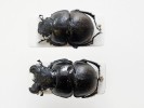 Chrobák Lethrus perun byl nalezen v bulharských horách Pirin,  pojmenovaných podle slovanského boha bouří a blesků Peruna. Foto L. Pavlík