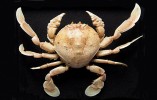 Mořský krab Izanami curtispina  byl nazván po bohyni Izanami,  která se svým manželem Izanagim  na počátku světa oštěpem míchala vody praoceánu. Když oštěp vytáhli,  proměnila se voda odkapávající z jeho špice v první ostrov. Foto L. Pavlík