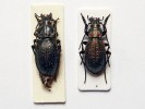 Čínští mudrci Laotse a Konfucius coby střevlíci Carabus laotse (vlevo) a C. confucius. Foto L. Pavlík