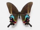 Otakárek Papilio krishna z himálajského podhůří s rozpětím křídel až 13 cm. Foto L. Pavlík