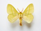 Francouzský entomolog Alexandre L. Lefèbvre zvolil jméno bource  Trabala vishnou ke cti prominentního hinduistického boha Višnua. Foto L. Pavlík