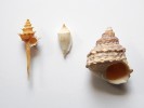 Podobnost s pagodami nezapřou plži (zleva): žezlovka pagodová (Columba­rium pagoda), homolice Conus pagodus a plážovka pagodová (Tectarius pagodus). Foto L. Pavlík