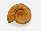 Druhohorní amonit Perisphinctes (Dichotomosphinctes) cf. besairiei  ze svrchní jury Madagaskaru  připomíná tvarem schránky beraní roh boha Amona. Foto L. Pavlík