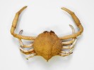 Mořský krab Tanaoa distinctus od pobřeží Filipín se jmenuje po maorském bohu moří Tangaroovi. Foto L. Pavlík
