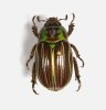 Nádherný vrubounovitý brouk  Chrysina quetzalcoatli se vyskytuje v borových a dubových lesích Nikaraguy. Jeho druhový název byl odvozen  od jména aztéckého boha Quetzalcoatla. Foto L. Pavlík