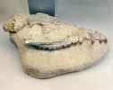 Fragment lebky antrakotéria  rodu Elomeryx. Foto S. Knor