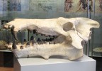 Lebka entelodonta druhu  Archaeotherium scotti. Foto S. Knor