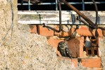 Vyhřívajícího se sýčka snadno přehlédneme, i ve výklencích zdí. Foto M. Tomáš 