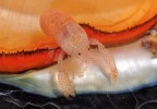 Svérázným prostředím jsou plášťové dutiny mořských plžů. Krevetky Conchodytes meleagrinae obývají v párech  dutinu mezi lasturami perlotvorky  mořské (Pinctada margaritifera).  Krevety se živí slizem mlže a detritem, který v něm ulpěl, část potravy zřejmě filtrují přímo z vody. Z jedné strany svého  hostitele čistí, z druhé mu však ujídají „ze stolu“. Papua-Nová Guinea. Foto Z. Ďuriš