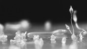 Mnohobuněčné plodnice hlenky  Dictyostelium dendriticum – ve svých buňkách dokážou hostit a na nová místa přenášet bakterie, které jim následně slouží jako potrava. Foto U. Bashir. Všechny snímky převzaty v souladu s podmínkami využití, přesnou citaci zdroje uvádíme v použité literatuře na webové stránce Živy.
