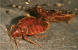 Štěnice tropická (Cimex hemipterus)  žije v tropických oblastech celého světa a jejím obligátním hostitelem je člověk. Se štěnicí domácí se nevyskytuje  současně, protože oba druhy mají různé teplotní nároky. Foto D. Sadílek