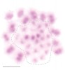 Invertovanou meiózu lze  u štěnice dobře pozorovat zejména v metafázi druhého meiotického dělení samců. Jednochromatidové pohlavní chromozomy (označeno) jsou obklopeny 13 páry dvouchromatidových autozomů. Samčí figury na snímcích se liší systémem pohlavních chromozomů. Na obrázku 2n = 47, X1–20Y. Měřítko 5 μm. Foto D. Sadílek