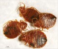 Shluk štěnic domácích (Cimex lectularius). Čeleď Cimicidae obsahuje  110 druhů zařazených do 22 rodů,  na člověku sají krev tři druhy: štěnice domácí z mírného pásu, š. tropická  (C. hemipterus) a africká Leptocimex boueti. Štěnice žijí skrytě a vylézají  pouze v noci, aby se nakrmily. Nasátí jedinci se páří unikátním způsobem – traumatickou inseminací, kdy samec mečovitým penisem perforuje tělní stěnu samice na specifickém místě (viz Živa 2008, 6: 274–276). Samice klade do pěti vajíček denně, až 500 za život. Vajíčka se líhnou přibližně za 10 dní a vývoj v dospělce trvá zhruba pět týdnů v pěti larválních instarech, přičemž v každém z nich musí larva přijmout potravu. Foto D. Sadílek