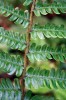Detail části čepele kapradě rezavé (Dryopteris affinis) z čeledi kapraďovitých (Dryopteridaceae), u které se předpokládá až 70 % druhů rozmnožujících se pomocí apomixie. Foto L. Ekrt