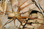  Pozemní meta Mengeho (Metellina mengei). Foto R. Macek
