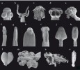 Mikrofotografie skolexu tasemnic:  a – Gangesia bengalensis (Proteocephalidea) ze sumce Wallago attu, Indie;  b – Pterobothrium lintoni (Trypanorhyncha) z rejnoka Himantura schmardae, Belize; c – zástupce řádu Tetraphyllidea ze žraloka; d – Tetrabothrius macrobo­thrius (Tetrabothriidea) z potáplice Gavia stellata, Svalbard; e – larva tetraphyllidní tasemnice z lososa, Aljaška; f – Halysioncum reginae (Diphyllidea) z rejnoka  Pastinachus sephen, Madagaskar; g – Di­phyllobothrium latum (Diphyllobothriidea) z člověka, Itálie; h – Diplocotyle olrikii (Spathebothriidea) z vranky Myoxocephalus scorpius, Svalbard; i – Polyonchobothrium polypteri (Bothriocephalidea) z bichira Polypterus senegalensis, Súdán; j, k – Schyzocotyle acheilognathi z kapra obecného (Cyprinus carpio), ČR; l, m – Bothridium pithonis (Diphyllobothriidea) a Macrobothriotaenia ficta (Proteocephalidea) z hada Xenopeltis unicolor, Vietnam; n – Duthiersia expansa (Diphyllobothriidea) z varana Varanus salvator, Vietnam; o – Gyrocotyle urna (Gyrocotylidea) z chiméry Chimaera monstrosa, Skotsko (přichycovací orgán, tzv. rozeta, v zadní části těla). Snímky R. Kuchta