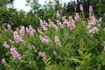 Jediný domácí druh tavolníku – t. vrbolistý (Spiraea salicifolia). Přírodní rezervace Borkovická blata, okres Tábor. Foto R. Businský