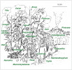 Zastoupení chladnomilnější flóry ze spodnooligocenní lokality Bechlejovice, reprezentující klimatické změny na hranici eocén/oligocén. Acer – javor A. palaeosaccharinum, Alnus – olše A. gaudinii a A. kefersteinii, Ampelopsis – loubinec A. hibschii, Carpinus – habry C. grandis a C. mediomontana, Carya – ořechovec pilolistý (C. cf. serrifolia), Cercidiphyllum – zmarličník C. crenatum, Craigia – slézovité C. bronnii a Dombeyopsis lobata (Malvaceae), Crataegus – hloh C. pirskenbergensis, Haemanthophyllum – vymřelý rod jednoděložných, Laurophyllum sp. – z čeledi vavřínovitých (Lauraceae), Monocotyledonae – jednoděložné, různé rody, Ostrya – habrovec O. atlantidis, Pinaceae – borovicovité, Platanus – platan P. schimperi, Polypodium – osladič P. radonii, Pyracantha – cf. hlohyně P. kraeuselii, Rosa – růže R. lignitum a R. milosii, Rumohra – kapraďovitá R. recentior (Dryopteridaceae), Tilia – lípy T. gigantea a T. brassicoides, Typha – orobinec T. latissima, Ulmus – jilm U. fischeri. Upraveno podle: Z. Kvaček a H. Walther (2004)
