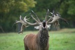 Jelen evropský (Cervus elaphus) se od siky liší nejen vzhledem, ale i hlasovými projevy během říje. Foto L. Bartoš