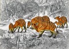 Skupina druhu Propalaeotherium  hassiacum v eocenním mokřadním pralese z naleziště Messel  nedaleko Darmstadtu (asi před 45 miliony let). Jde o lichokopytníka,  jehož slepá vývojová  linie mizí na konci  eocénu. V Messelu se těžila jílovitá hornina nasycená živičnými  látkami a obsahující  četné fosilie. Díky  tomuto prostředí se  zde dobře zachovávají  měkké části těl –  např. u propaleotérií  zažívací orgány  včetně obsahu žaludku  nebo embrya  (vždy pouze jedno) v břišní dutině samic.  Orig. P. Major,  v odborné spolupráci s O. Fejfarem