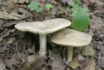 Tmavobělka Melanoleuca variabilis. Chráněná krajinná oblast Český kras, Srbsko, Kubrychtova bouda. Foto J. Burel