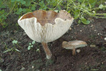 Tmavobělka Melanoleuca castaneofusca. Osek u Hořovic, Vystrkov. Foto O. Jindřich
