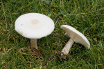 Tmavobělka bradavčitá (Melanoleuca verrucipes). Slavkovský les, mezi Kladskou a Prameny. Foto J. Borovička