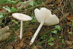 Tmavobělka světlemedová (Melanoleuca strictipes). Moravskoslezské Beskydy, Staré Hamry – Jamník. Foto V. Antonín