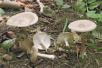 Tmavobělka rýhonohá (Melanoleuca grammopodia). Národní park Podyjí, Mašovice, Mločí údolí. Foto V. Antonín