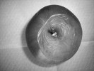 Jablko s nárůstem štětičkovce rozšířeného (Penicillium expansum), producenta patulinu (s toxickými účinky na trávicí trakt a ledviny u laboratorních potkanů). Foto V. Ostrý
