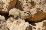 Gundiové saharští (Ctenodactylus gundi), obývající skalnaté výchozy na území Tuniska a Alžírska, jsou v některých oblastech loveni místními obyvateli pro maso. Foto P. Velenský