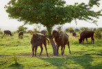 Zubr evropský (Bison bonasus) je jediný velký spásač Evropy, jenž přežil v divoké formě. Pastevní rezervace Milovice. Foto M. Köpping