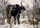 Pratura (Bos primigenius) v tuzemských pastevních rezervacích nahrazuje polodivoký skot plemene Tauros. Pastevní rezervace Milovice. Foto M. Köpping