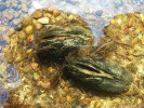Perlorodka říční (Margaritifera margaritifera), klenot mezi českými mlži. Foto J. Levý