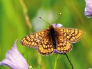 Hnědásek chrastavcový (Euphydryas aurinia), půvabný, ale mizející motýl z čeledi babočkovití (Nymphalidae). Foto J. Levý