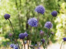 Čertkus luční (Succisa pratensis) – živná rostlina pro housenky hnědáska chrastavcového. Foto J. Levý