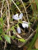 Nenápadný vítod douškolistý  (Polygala serpyllifolia) roste hojně  kolem potoka Bystřina. Foto J. Levý