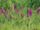 Prstnatec májový (Dactylorhiza  majalis), zástupce čeledi vstavačovitých (Orchidaceae). Foto J. Levý
