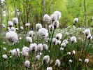 Květenství suchopýru pochvatého (Eriophorum vaginatum). Foto J. Levý